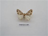 藏品(尺蛾128)的圖片